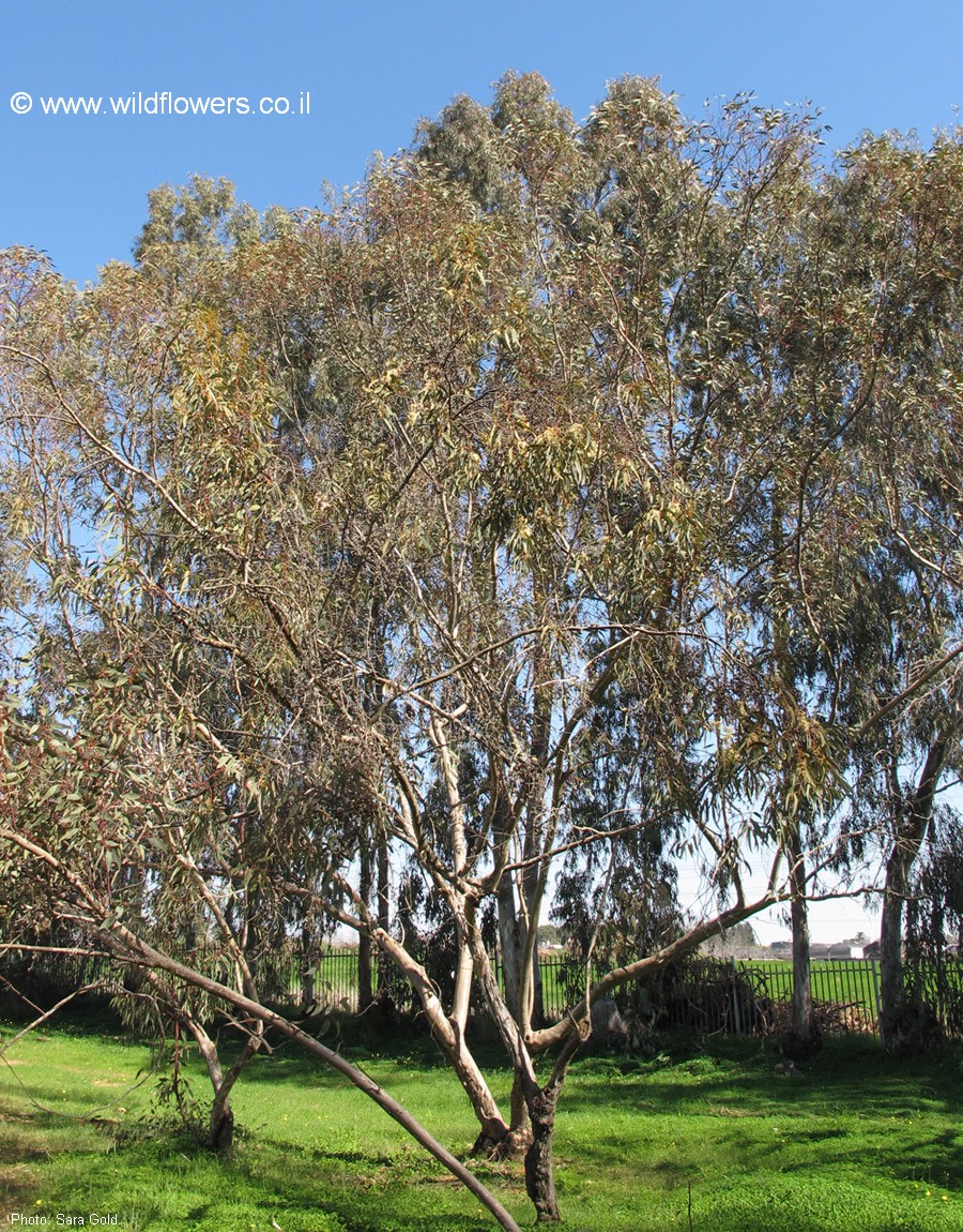 Eucalyptus transcontinentalis